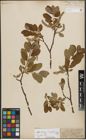 Foto von Salix helvetica Vill. x Salix waldsteiniana Willd.